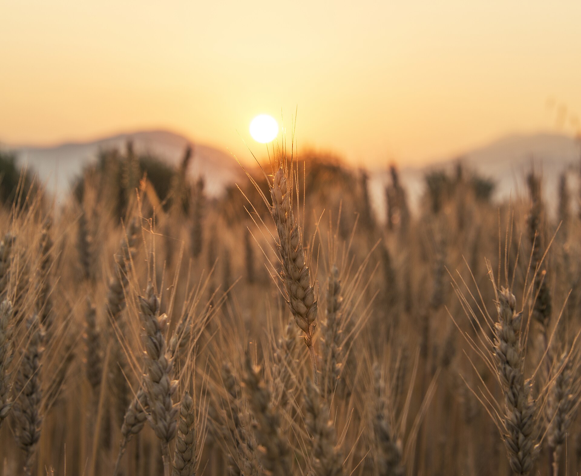 Un champ de blé, point de départ de la farine